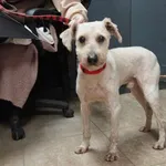 Znaleziono psa, Toruń, 1 marca 2024