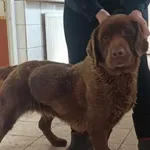 Znaleziono psa, Toruń, 2 marca 2024