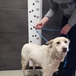 Przyjęty: 2024-03-04 Gmina: Spytkowice Płeć: Pies Opis: mieszaniec, biszkoptowe