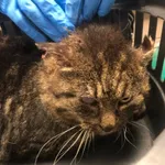 Kot do adopcji, Zielona Góra, 5 marca 2024