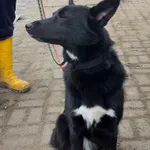 Pies do adopcji, Zielona Góra, 5 marca 2024