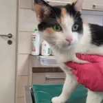 Kot do adopcji, Zielona Góra, 5 marca 2024