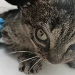 Kot do adopcji, Zielona Góra, 5 marca 2024
