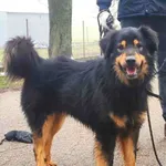 Norton (5844), Samiec