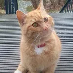 znaleziono rudego kocurka