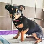 suka, mix, czarna podpalana, ok.1 rok, brak chipa Miejsce znalezienia:  ul. Szkolna Znaleziono dnia: 2024-03-05