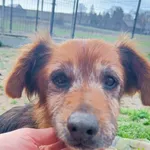 Pies do adopcji, Racławice, 2 marca 2024