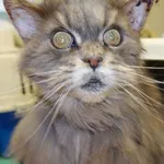 KOTKA Z INTERWENCJI 05.03.2024