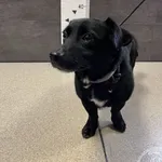 Przyjęty: 2024-03-06 Gmina: Lędziny Płeć: Pies Opis: mieszaniec, czarne z białą krawatką