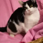 Znaleziono kota, Sosnowiec, 3 marca 2024