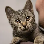 Znaleziono kota, Sosnowiec, 3 marca 2024