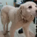 PIES Z INTERWENCJI POLICJI 05.03.2024