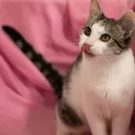 Znaleziono kota, Sosnowiec, 3 marca 2024