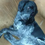 Zaginął pies, Jankowice, 7 marca 2024