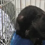 Znaleziono kota, Toruń, 5 marca 2024