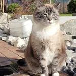 Zaginął kot, Połchowo, 7 marca 2024