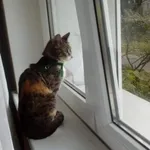 Zaginął kot, Rostworowo, 7 marca 2024