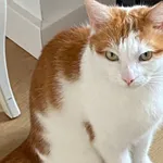 Zaginął kot, Krubin, 7 marca 2024