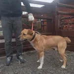 Znaleziono psa, Młodolino, 5 marca 2024