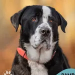 Pies do adopcji, Gdynia, 8 marca 2024