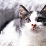 Znaleziono kota, Sosnowiec, 6 marca 2024