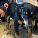 Znaleziono psa, Dąbrówka, 3 marca 2024