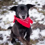 Łagodny, przyjazny Kubuś - uśmiechnięty psiak!