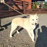 Znaleziono psa, Młodolino, 7 marca 2024