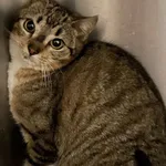 Znaleziono kota, Lublin, 3 marca 2024