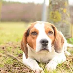 Pies do adopcji, Radom, 4 lutego 2024