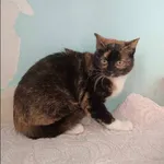 Znaleziono kota, Grudziądz, 8 marca 2024