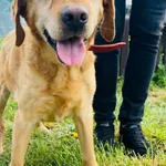 Znaleziono psa, Henrykowo, 25 lutego 2024