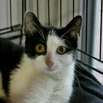 Znaleziono kota, Wałbrzych, 3 marca 2024