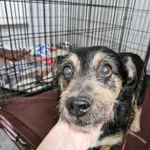 Znaleziono psa, Sosnowiec, 3 marca 2024