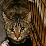 Znaleziono kota, Wałbrzych, 24 lutego 2024