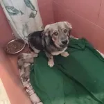 14.02.2024 - Nowa Wola Gołębiowska