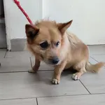 Pies do adopcji, Radom, 18 lutego 2024