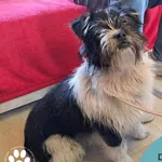 Znaleziono psa, Dąbrówka, 3 marca 2024