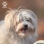 Pies do adopcji, Gdynia, 19 stycznia 2026