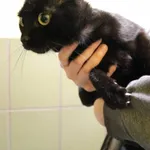 Znaleziono kota, Łódź, 9 marca 2024