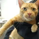 Znaleziono kota, Szczecin, 9 marca 2024