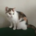 Zaginął kot, Katowice, 9 marca 2024