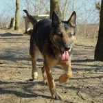 Pies do adopcji, Bydgoszcz, 30 marca 2024