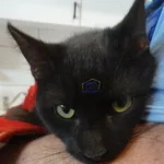 Znaleziono kota, Szczecin, 9 marca 2024