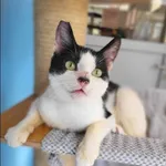 Znaleziono kota, Grudziądz, 30 stycznia 2024