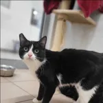 Znaleziono kota, Grudziądz, 2 lutego 2024