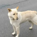 Suczka znaleziona w Gminie Krzywcza