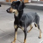 SUCZKA ZNALEZIONA 09.03.2024