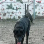 Znaleziono psa, Grudziądz, 30 października 2023