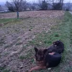 W okolicach Kańczugi znaleziono dwa bardzo charakterystyczne psy